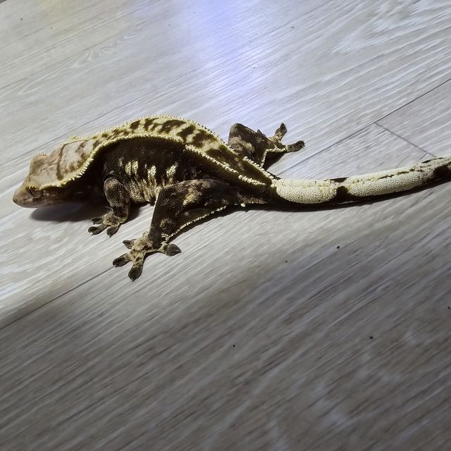 트라이 할리퀸