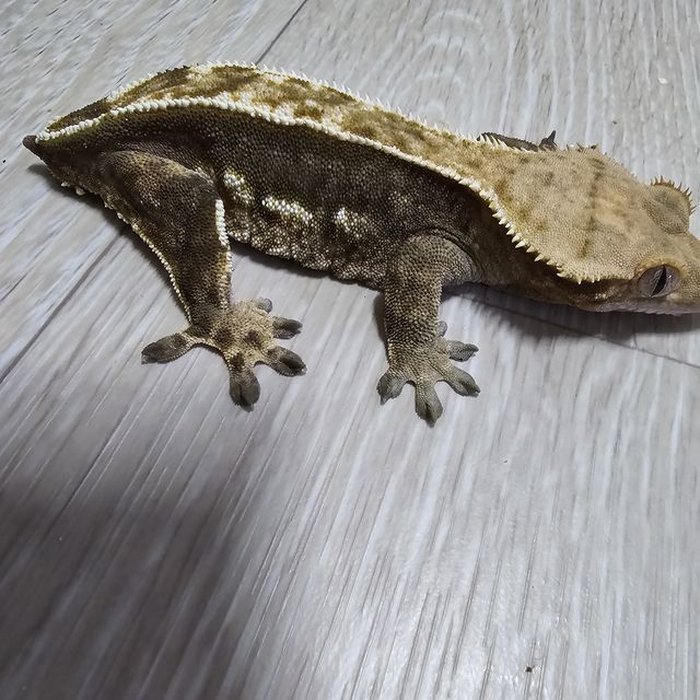 트라이