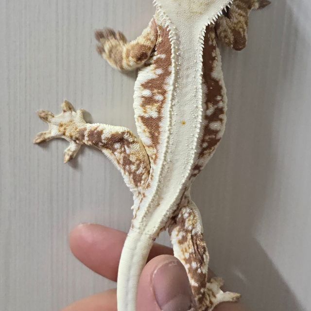 레드 릴리화이트