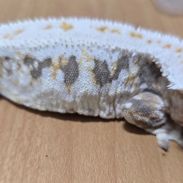 릴리화이트 드리피