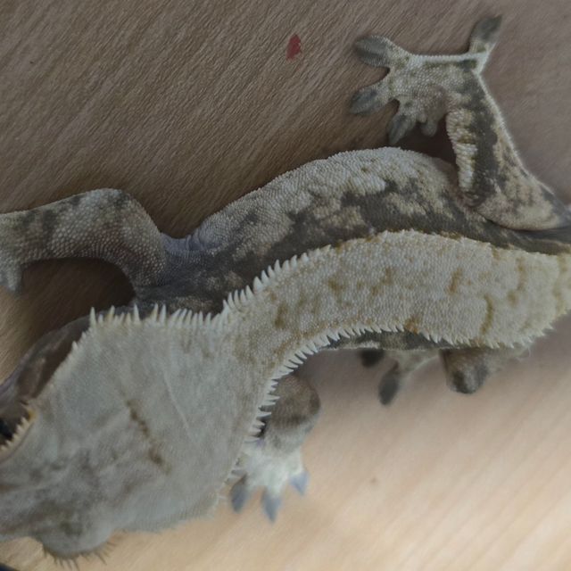 트라이 익스트림할리퀸