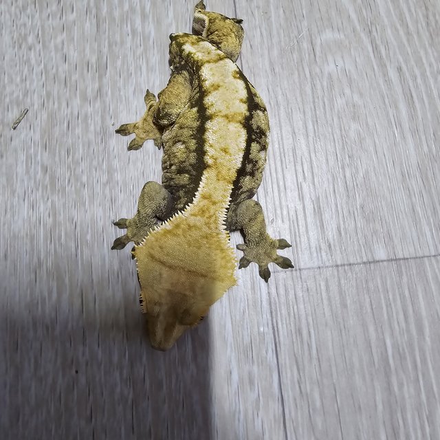 트라이 익스트림할리퀸