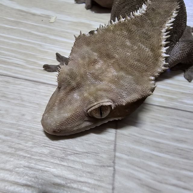 아잔틱