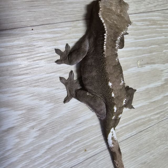 아잔틱
