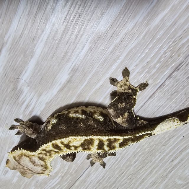 트라이 할리퀸