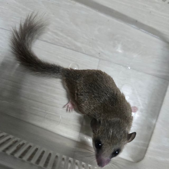 노말