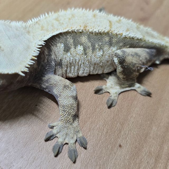 트라이 익스트림할리퀸