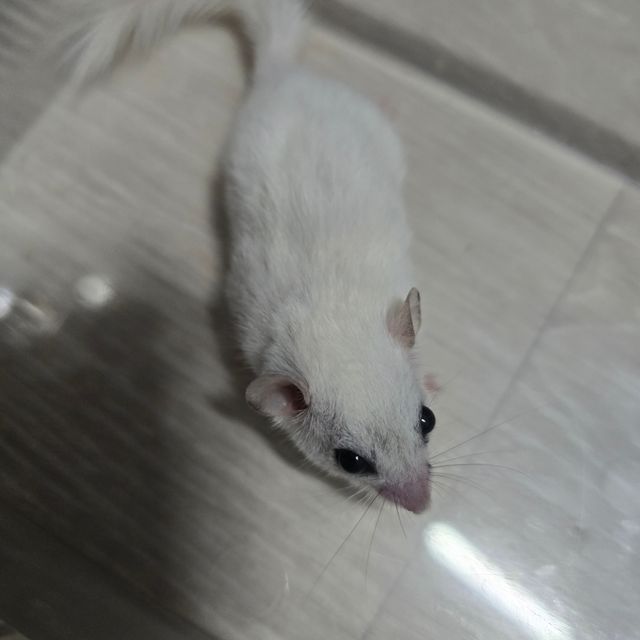 루시스틱