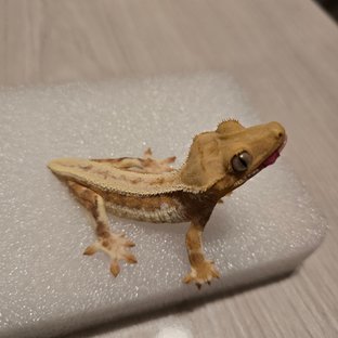 릴리화이트 크림 옐로우