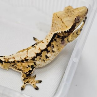 트라이 익스트림할리퀸 화이트스팟 드리피