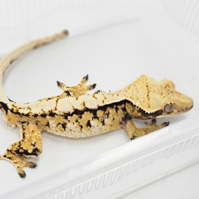 트라이 익스트림할리퀸 화이트스팟 드리피