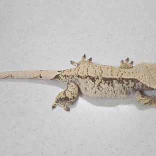 노멀 익스트림할리퀸