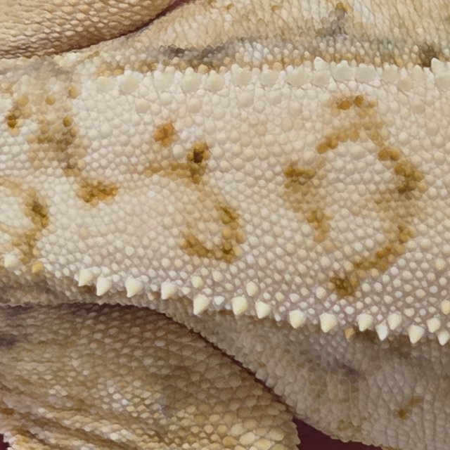 노멀 익스트림할리퀸