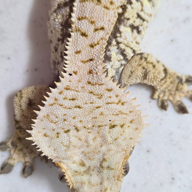 노멀 익스트림할리퀸