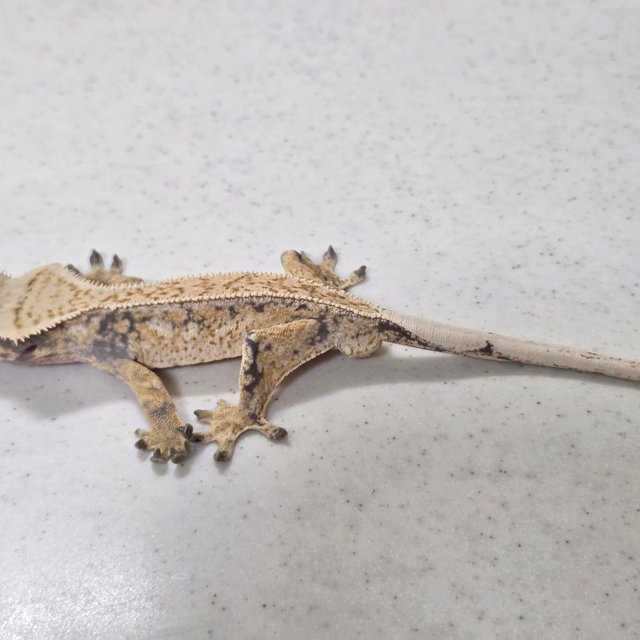 노멀 익스트림할리퀸