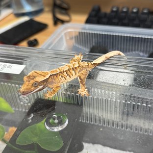 트라이