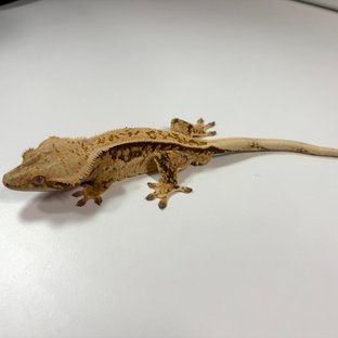 노멀 풀핀 쿼드 트라이