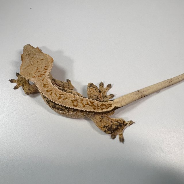 노멀 풀핀 쿼드 트라이