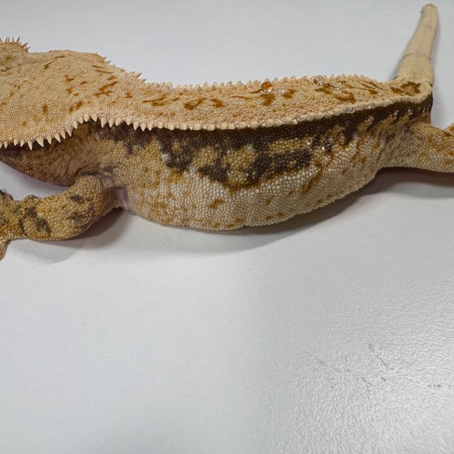 노멀 풀핀 쿼드 트라이