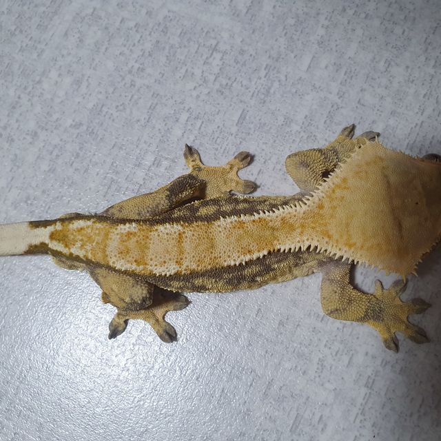 노멀
