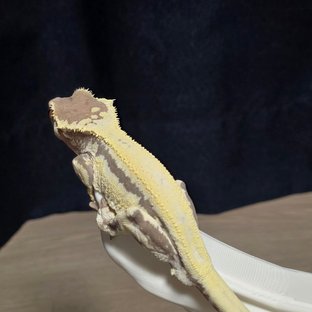 화이트 프라푸치노