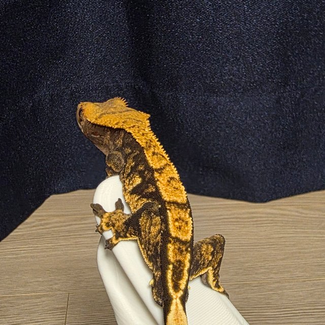 트라이 블랙 익스트림할리퀸