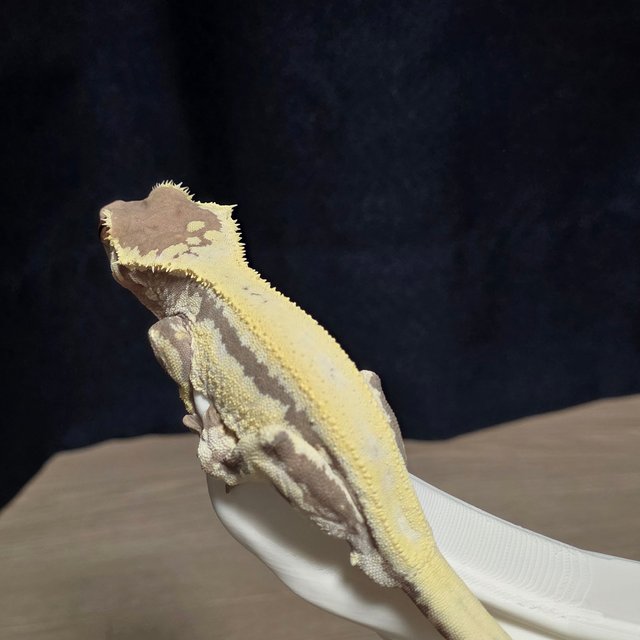 화이트 프라푸치노