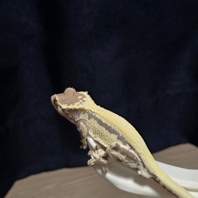 화이트 프라푸치노