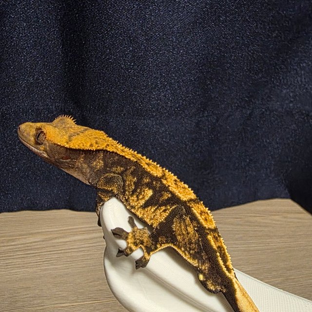 트라이 블랙 익스트림할리퀸