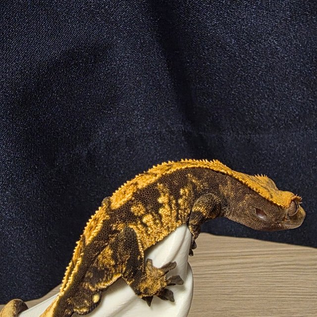 트라이 블랙 익스트림할리퀸