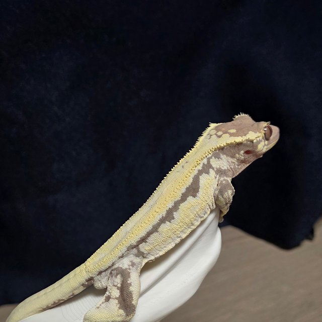 화이트 프라푸치노