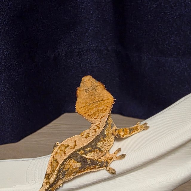 트라이 익스트림할리퀸 할리퀸