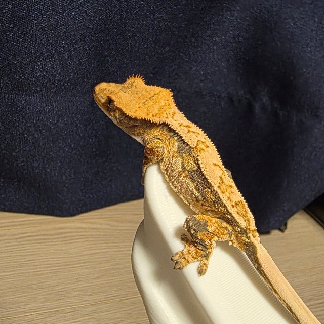 트라이 익스트림할리퀸 할리퀸