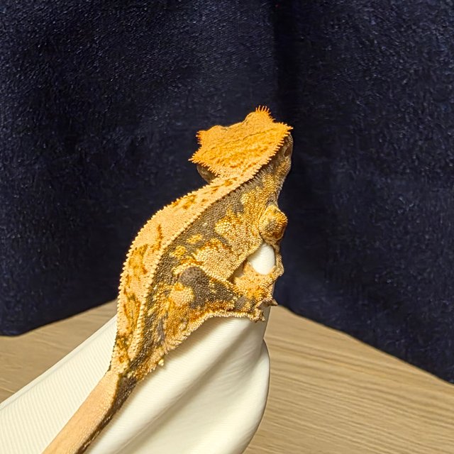 트라이 익스트림할리퀸 할리퀸