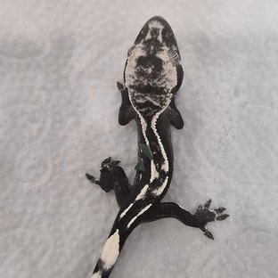 아잔틱 화이트크라운 화이트핀 화이트스팟