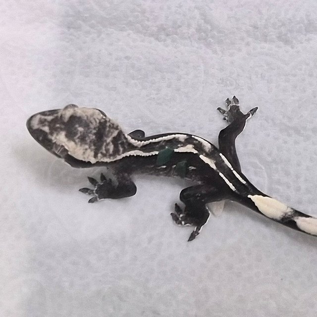 아잔틱 화이트크라운 화이트핀 화이트스팟