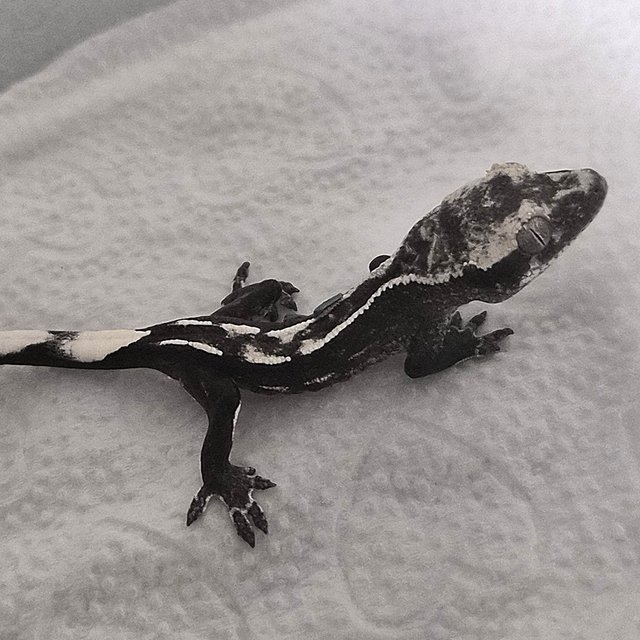 아잔틱 화이트크라운 화이트핀 화이트스팟