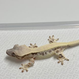 릴리 세이블