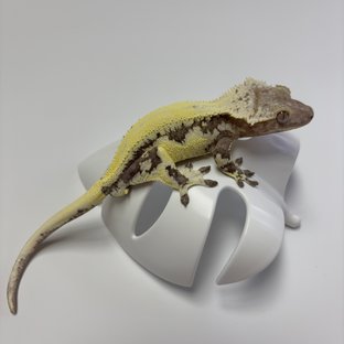 류크
