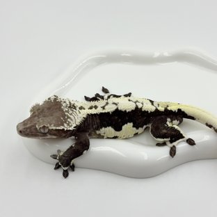 칸쵸