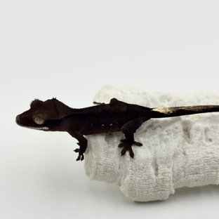 챠콜