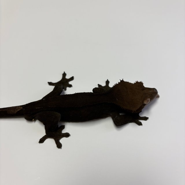 챠콜 팬텀 카푸치노