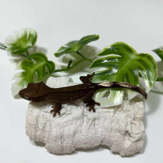 챠콜 팬텀 카푸치노