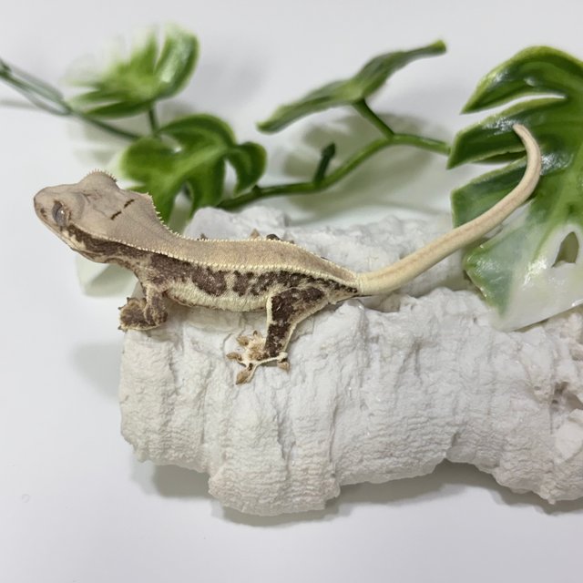 릴리화이트 솔리드백