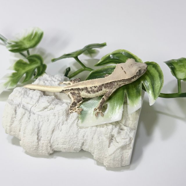 릴리화이트 솔리드백