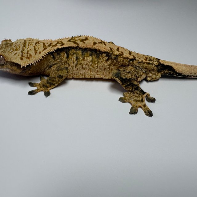 트라이 익스트림할리퀸