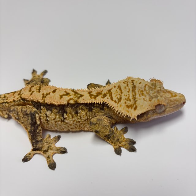 트라이 익스트림할리퀸