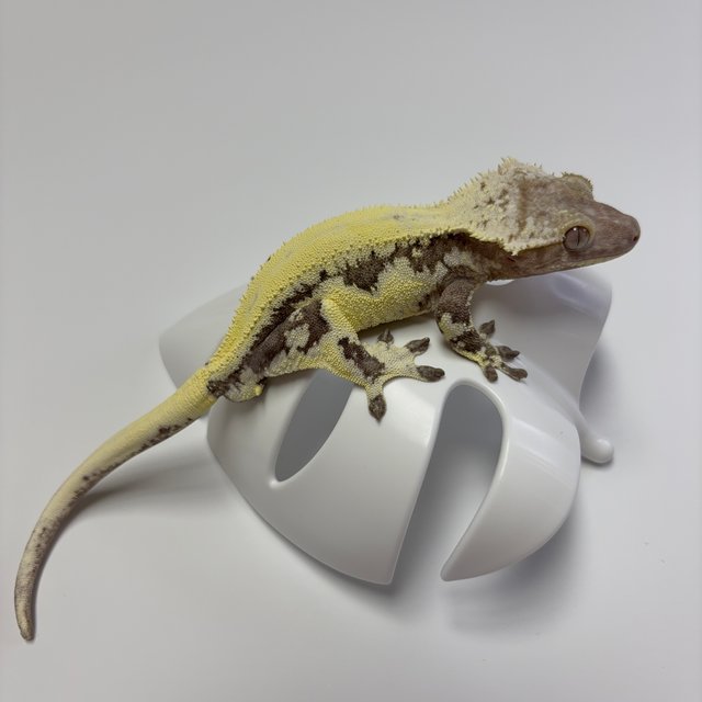 릴리 세이블 아잔틱