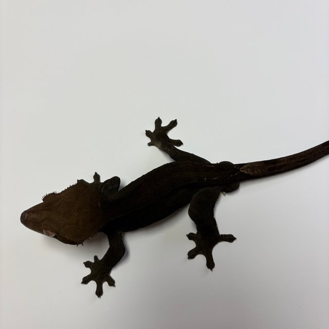 챠콜 팬텀 카푸치노