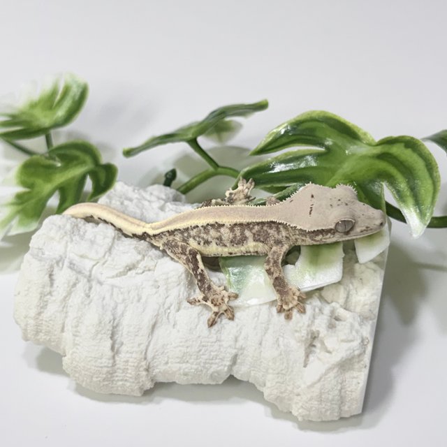 릴리화이트 솔리드백